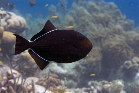 bonaire   black durgon ocean conservation fish pet fish