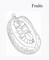 Jackfruit Coloring Pages Vitamin Fruits Colouring Color Getcolorings sketch template