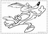 Wile Coyote Looney Tunes Roadrunner Colorat Desene Alearga Animate Wylie Printablecolouringpages Coloringhome Planse sketch template