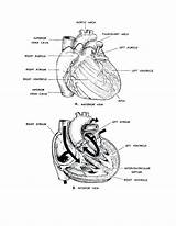 Anatomy Physiology Coloring Pages Heart Human Printable Figure Clipart Basic Getcolorings Getdrawings Color Coloringhome Popular Library Template Last Colorings Comments sketch template