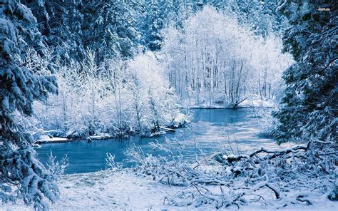 icy winter forest wallpaper  image pictures