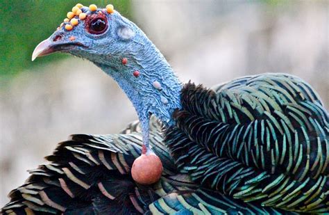 Teenytinydinosaurfarm — Ocellated Turkey At Tikal By