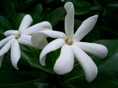 tiare flower ia ora polynesia pinterest flower flowers  dream