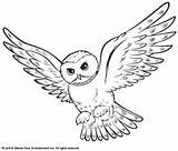 Hedwig Snowy Owl Coloring sketch template