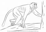 Monkey Proboscis Draw Drawing Step Primates Animals Tutorials Drawingtutorials101 sketch template