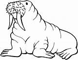 Walrus Coloring Clipart Pages Printable Clip Animals Kids Library Sea Drawing Animal Cliparts Arctic Print Gif Drawings Seals Wildlife Walruses sketch template
