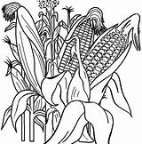 Coloring Corn Pages Kids Cycle Growth Vegetables Coloringpagesfortoddlers Fun Real Cute Sheets Visit sketch template