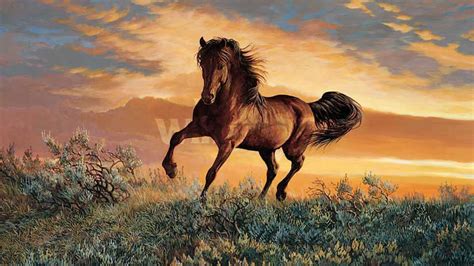 wild horse wallpaper  images