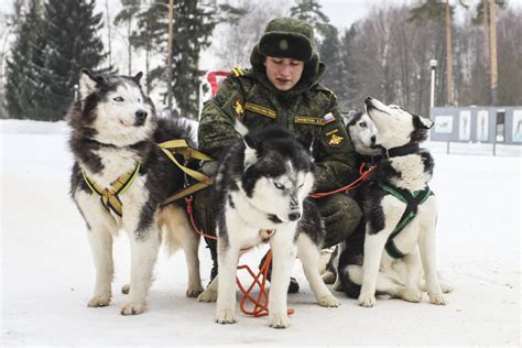 cute siberian huskies to protect the russian region of the arctic weird russia