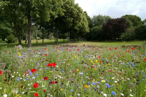 blumen im fruehling hier erfahren sie alles ueber blumen