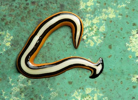 invasive hammerhead flatworms   spotted  houston
