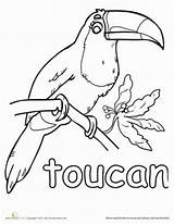 Toucan Coloring Rainforest Pages Toco Animals Worksheets Activities Worksheet Kids Theme Safari Zoo Colouring Bird Animal Butterfly Kindergarten Projects Education sketch template