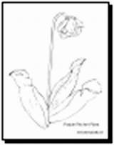 Flower Coloring Sheets Pitcher Plant 266k Pasque sketch template