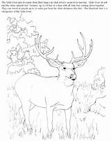 Coloring Deer Pages Hunting Mule Realistic Whitetail Printable Hunter Dog Buck Color Getcolorings Turkey Tailed Getdrawings Colorings sketch template
