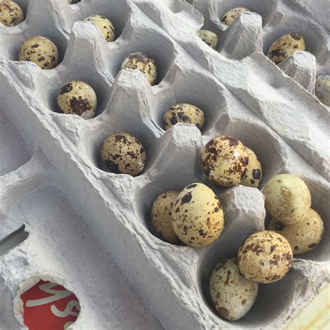 quail eggs  sale winterpast farm