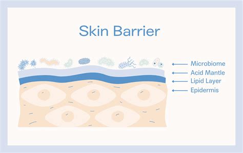 difference   skin microbiome  skin barrier