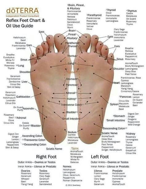 Foot Pressure Point And Oils Reflexology Chart Foot