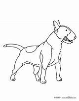 Bull Terrier Coloring Pages Dog Hellokids Color Chien Coloriage Animal Print Un Printable German Puppy Shepherd Chihuahua Terriers Doberman Cute sketch template