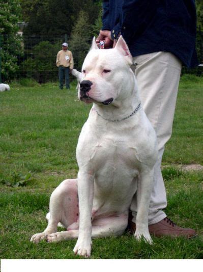 dogo argentino dogo argentino argentinian dog dog argentino dogs