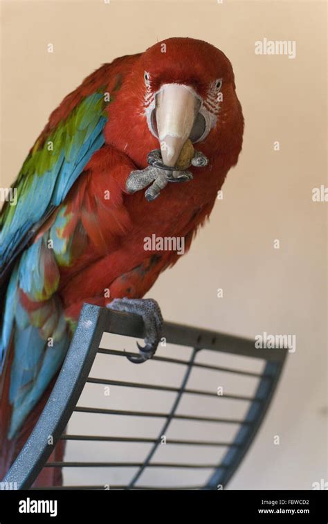 macaw parrot in spanish