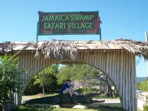 Jamaica Swamp Safari Village Falmouth 2018 All You Need To Know