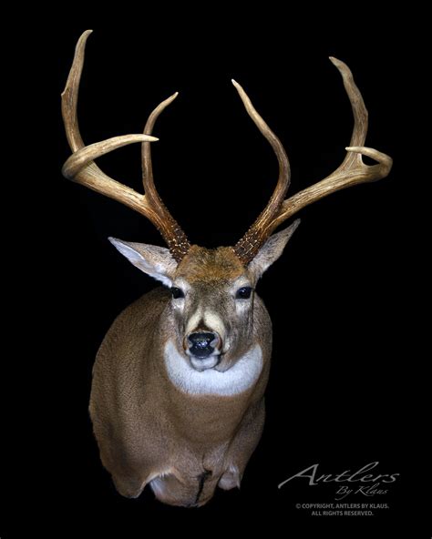 home living home decor  point deer antlers taxidermy curiosities