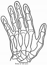 Hand Bones Skeleton Draw Hands Drawing Human Easy Structure Step Underlying Anatomy Getdrawings sketch template