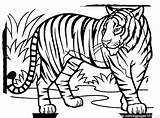 Tiger Coloring Pages Baby Getcolorings sketch template