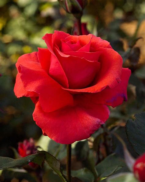 fragrant roses  sweet scents  season long
