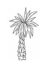 Kokospalmen sketch template