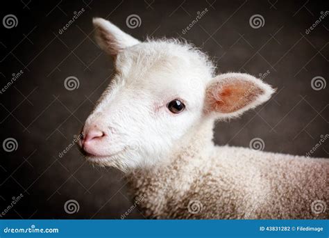 baby lamb face stock photo image  innocence farm