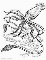 Coloring Pages Animals Sea Squid Kids Printable sketch template