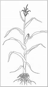 Corn Plant Drawing Stalks Coloring Stalk Printable Roots Pages Identification Plants Fall Getdrawings Illustration Kids sketch template