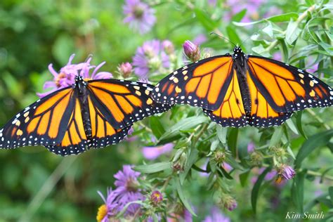 how to tell the difference between a female and male monarch butterfly