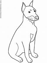 Doberman Coloring Pages Dog Pinscher Drawing Mean Getcolorings Kids Getdrawings Colouring sketch template