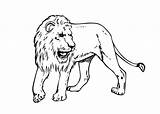 Animals Lion Realistic Drawing Colouring Coloring Pages Color Real Animal Printable Kids Getdrawings Drawings Paintingvalley Choose Board sketch template