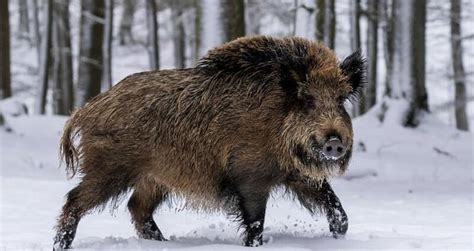 huge feral hogs wreaking havoc  building pigloos  canada
