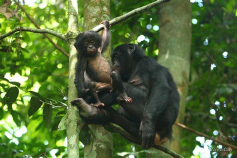 in fathering peace loving bonobos don t spread the love