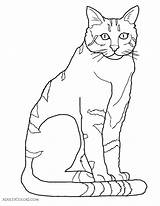 Cat Coloring Pages Drawing Line House Caracal Breeds Felines Cats Wildcat Pint Parade Pumas Sized Getdrawings Popular sketch template