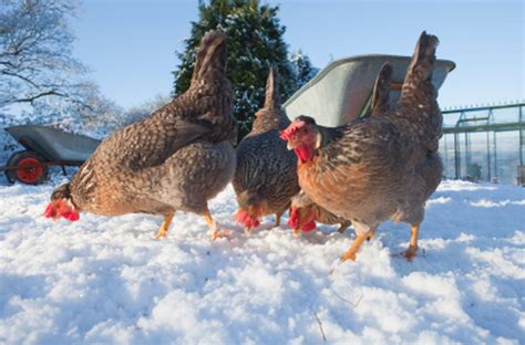 chicken waterers winter freezing