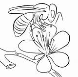 Bee Coloring Pages Animals Printable Kb sketch template