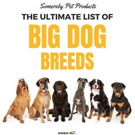 list   big dog breeds