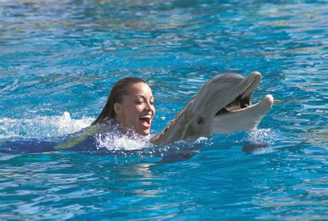 your guide to swimming with dolphins in florida discovery cove