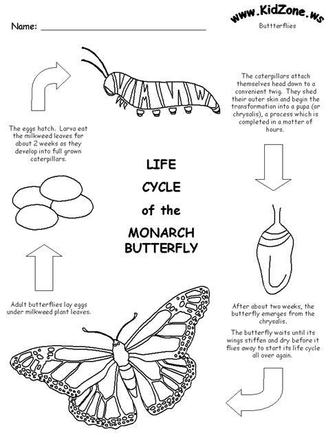 printable butterfly monarch cycle  life  offree