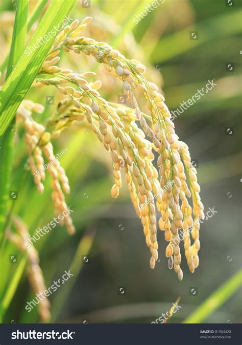 golden rice stock photo  shutterstock