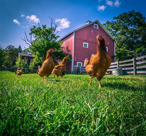 chickens   farm photograph etsy bright background fine art photographs landscape