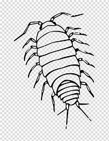 Drawing Woodlouse Line Bugs Isopods Clipart Pill Rolypoly Insect Coloring Tree Book Transparent Background Bug Stink Hiclipart Related sketch template