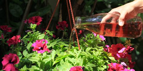 The Best Way To Fertilize Hanging Baskets Planters And Container Plants