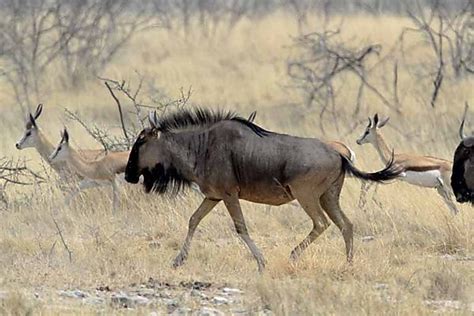 wildebeest  photo etosha namibia africa