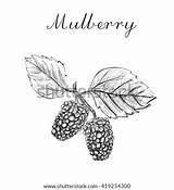 Mulberry Vector Illustration Sketch Stock Shutterstock Tree Logo Vectors Royalty sketch template